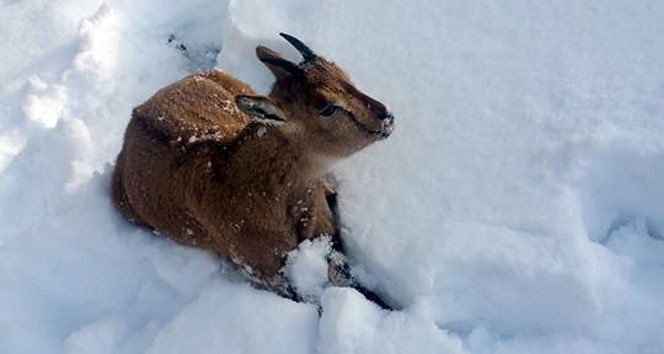 Yaban keçisi donarak öldü