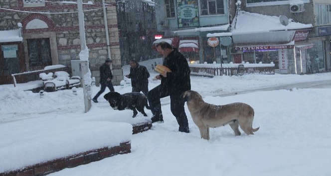 Tosya’da aç kalan sokak köpeklerini vatandaşlar besledi