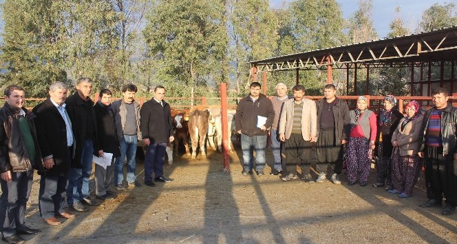 Genç çiftçilere büyükbaş hayvan dağıtıldı