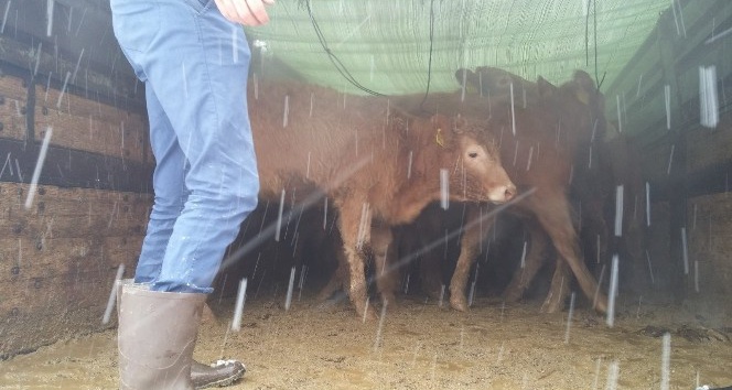 Pınarbaşı’nda çiftçilere 24 sığır hibe edildi