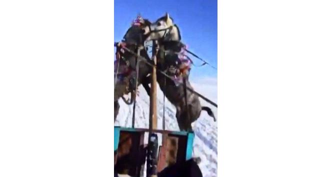 Buz tutan Çıldır gölünde kızağa takılı atlar kavga etti