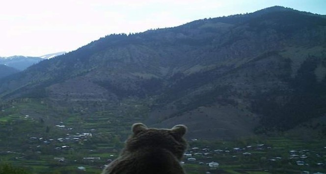 Artvin’de ayının köye bakışı fotokapana yakalandı