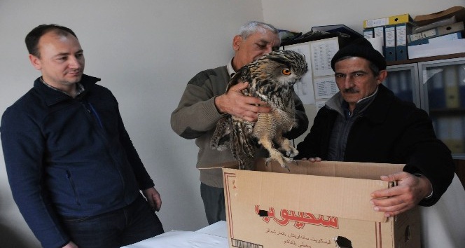 Yaralı puhu kuşu tedavi altına alındı