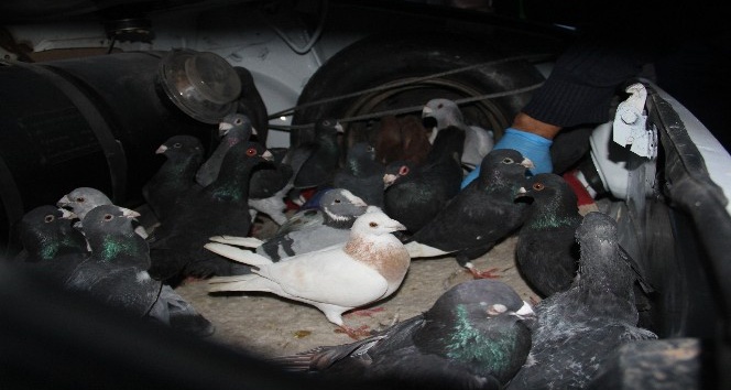 Otomobil çalıp güvercin gasp eden 5 kişi tutuklandı