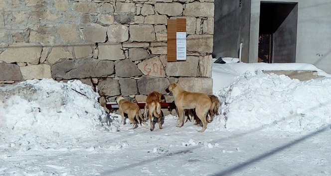 Karda yiyecek bulamayan köpeklere köylüler sahip çıktı