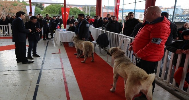 Gaziemir’de köpek ırkları yarışması