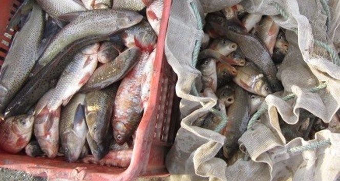 200 kilogram kaçak balık yakalandı