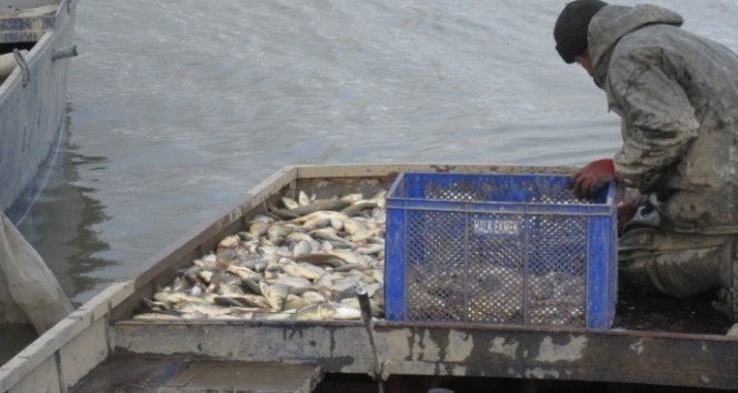 Elazığ’da 200 kilogram kaçak balık yakalandı