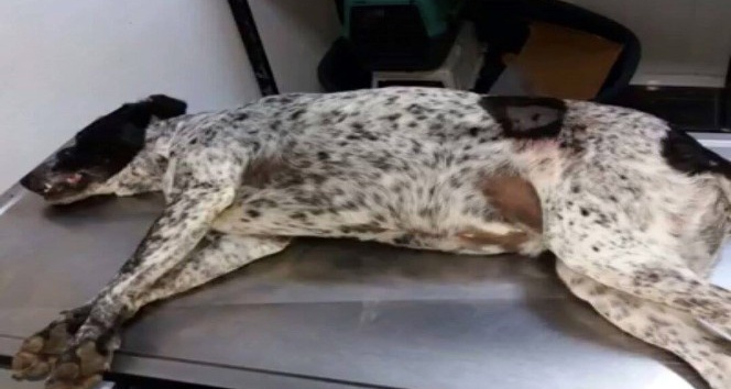 Hayvanseverlerden Ortaca’daki köpek cinayetine tepki