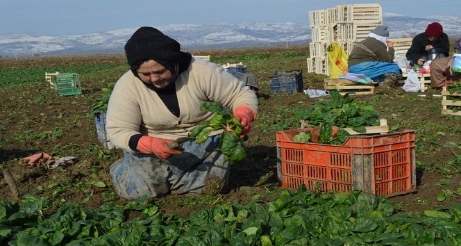 Tarımda Genç Girişimci Kadınlar Güçleniyor Programı Erzincan’da başladı