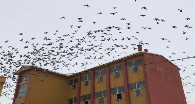 Aç kalan kuşlar çareyi yem fabrikasına sığınmakta buldu