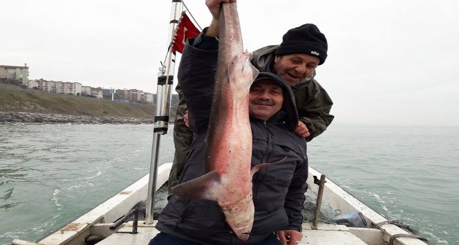 Alaplı’da balıkçıların ağına köpekbalığı takıldı