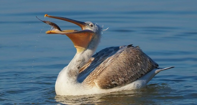 Tepeli pelikanların Gölyazı&#039;da taze balık keyfi
