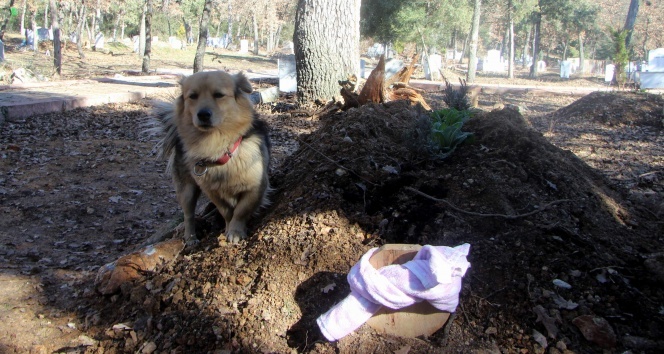 Vefakar köpek, her gün ölen sahibinin mezarına koşuyor