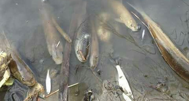 Porsuk&#039;ta toplu balık ölümleri sürüyor