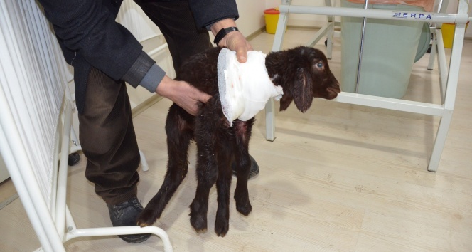 Beş bacaklı kuzu ameliyat edildi