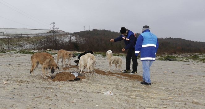 Arnavutköy Belediyesi sokak hayvanlarını unutmadı