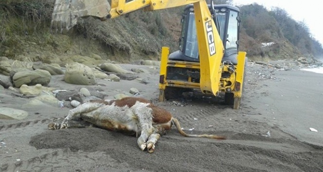 Düzce&#039;de telef olmuş 7 inek sahile vurdu