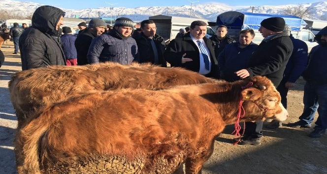 Vali Arslantaş, canlı hayvan pazarında incelemelerde bulundu