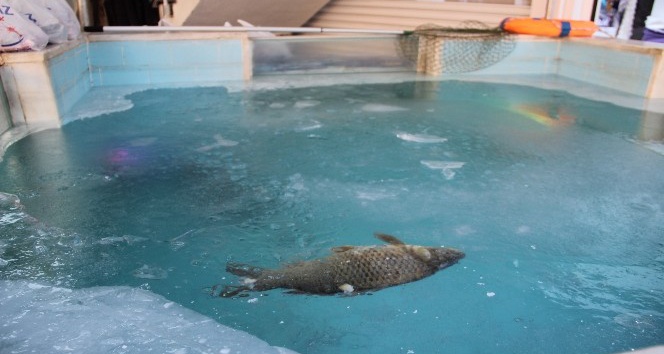 Balıklar buz tutan havuzda telef oldu