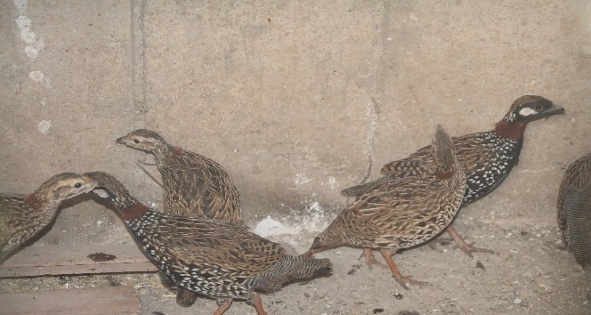 Şırnak’ta kanat tüyleri kesilen 14 turaç kuşu bulundu