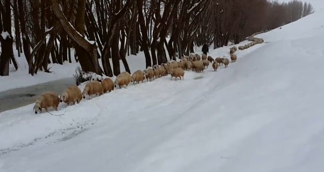 Ağılda mahsur kalan koyunları karla mücadele ekipleri kurtardı