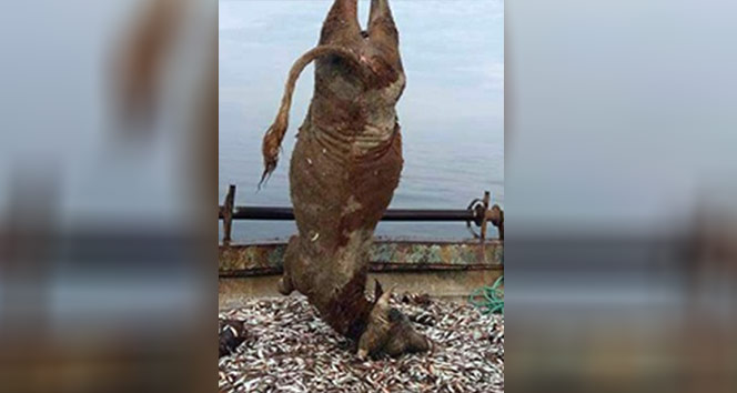 Balıkçı ağlarına takılan 700 kiloluk dana şaşırttı