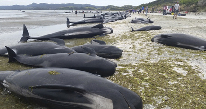 Yeni Zelanda’da yüzlerce balina karaya vurdu