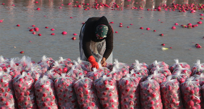 Osmaniye&#039;de mevsimlik işçilerin hayatta kalma mücadelesi