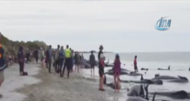 Yeni Zelanda’da karaya vuran pilot balinalardan 100&#039;e yakını kurtarıldı