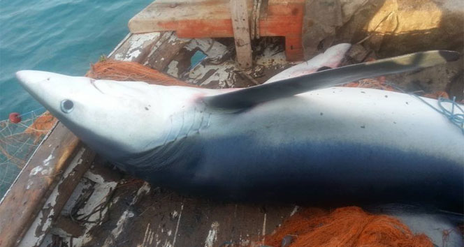 Bodrum’da balıkçıların ağına köpek balığı takıldı