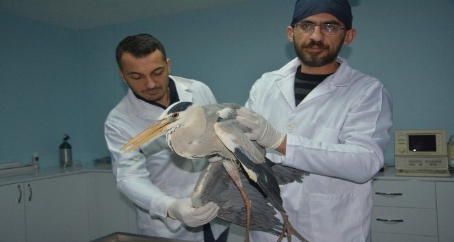 Yaralı şahin ve balıkçıl kuş tedavi altına alındı