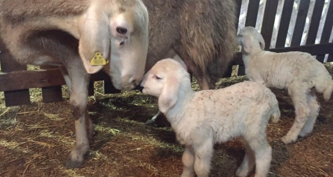 Altınköy’de ikiz kuzular dünyaya geldi
