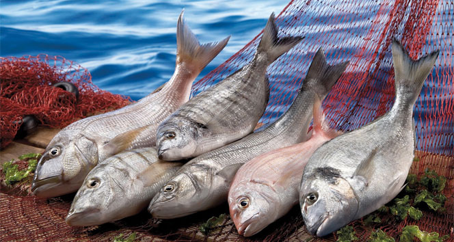 Türk balıkçılar Norveç somonuna karşı