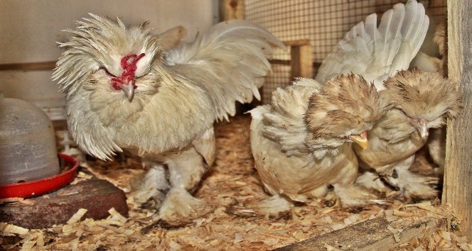 Endonezyalı horoz, Çanakkaleli oldu