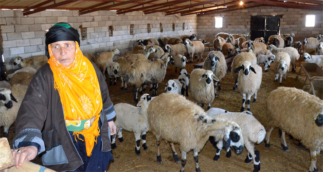 sanliurfa da 90 koyunun telef oldugu mahallede inceleme yapildi