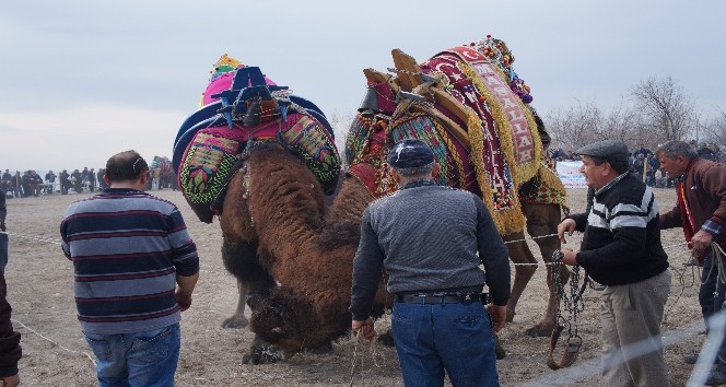 Çardak Kum adasında deve güreşleri yapıldı