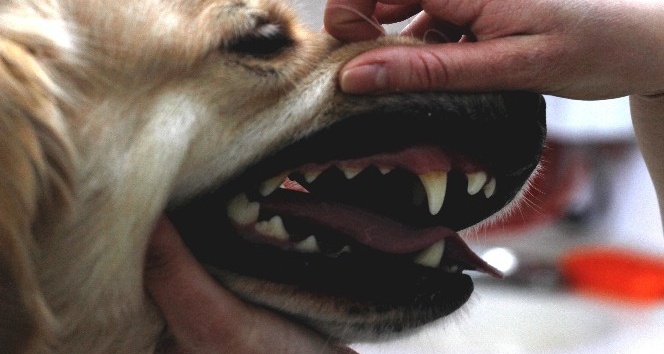 (Özel Haber) Evcil hayvanlarda erken yaşta diş kayıplarına dikkat