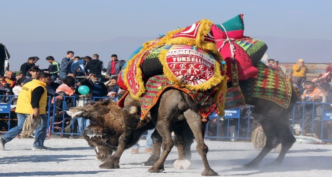 Salihli deve güreşi festivaline hazırlanıyor