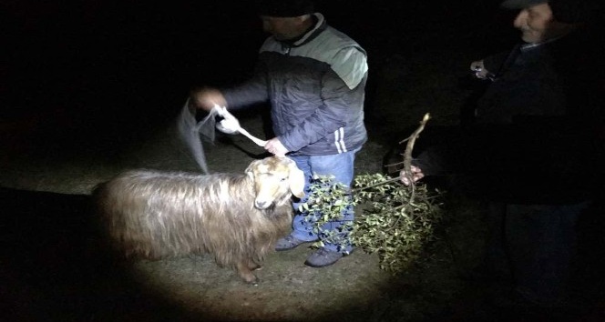 20 gündür kayalıklarda mahsur kalan keçiyi AKUT kurtardı