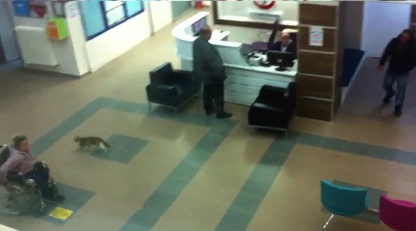 Hastaneyi gezen davetsiz kedi girdiği kapıdan dışarı çıktı