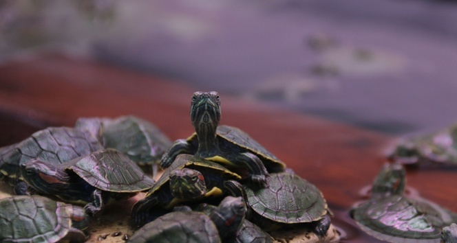 Kaçak kaplumbağalar yeni yuvalarına götürüldü