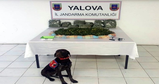 Yalova’da "skunk" adlı yeni nesil uyuşturucu ele geçirildi