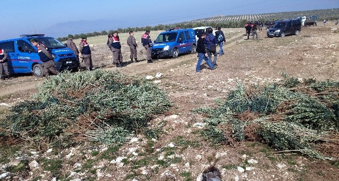 Manisa’da izinsiz dikilen 17 bin zeytin fidanı söküldü