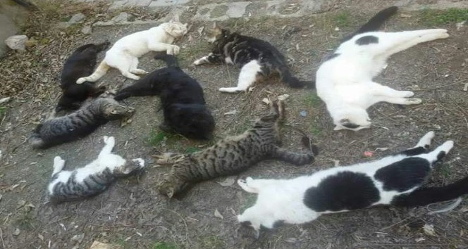 Alanya’da kedi ölümleri