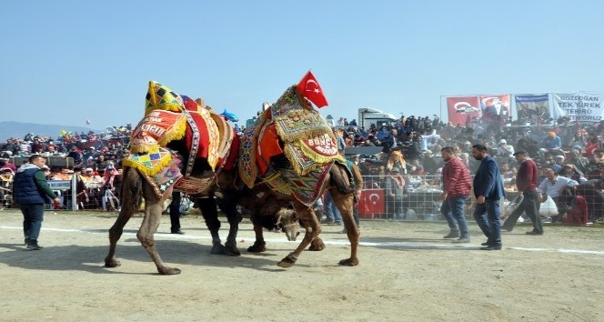 Bozdoğan’da deve güreşlerini 15 bin kişi izledi