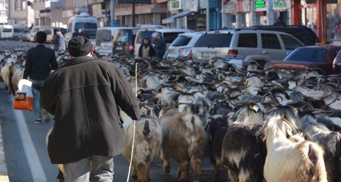 Rizeli çoban keçi sürüsü ile şehir turu attı