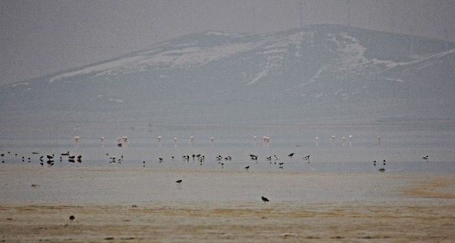Seyfe Gölü’ne flamingo akını
