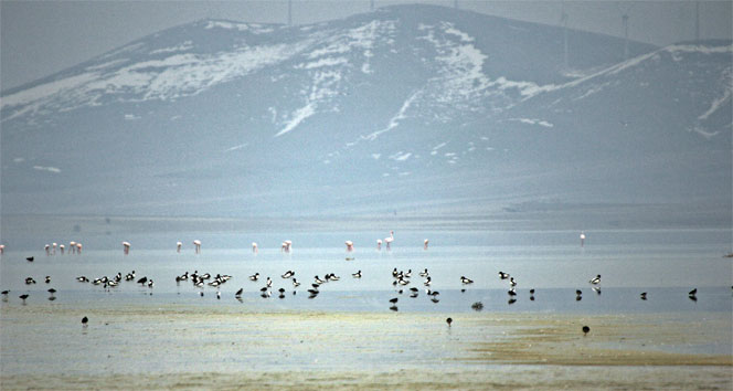 Seyfe Gölü’ne flamingo akını