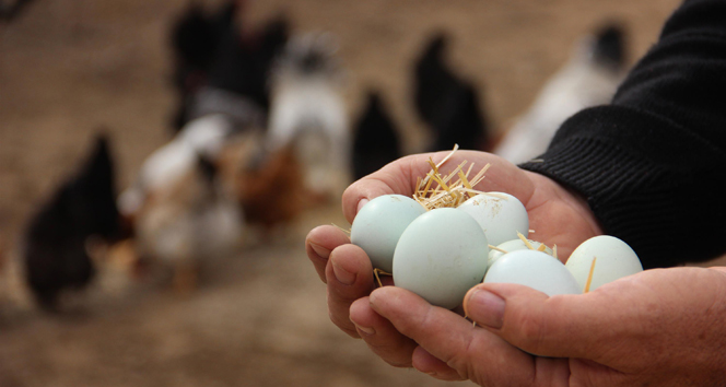 Tavuk yumurtası üretimi Ağustos&#039;ta yüzde 2,9 arttı
